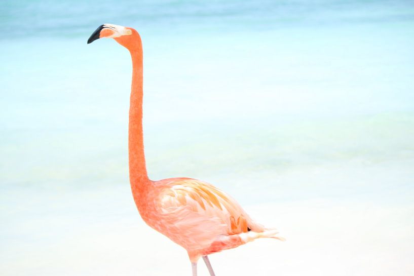 Flamingo von Willemijn van Donkelaar