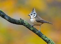 Kuifmees in herfstsetting