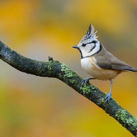 Crested tit in autumn setting by Remco Van Daalen