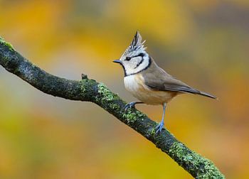Schopfmeise in Herbststimmung