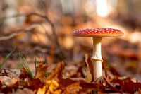 Agaric moucheté
