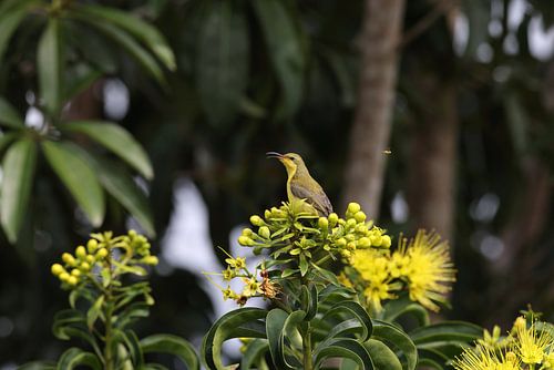 tuinzonnevogel (Cinnyris jugularis) Queensland, Australië
