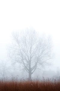 The Guardian
