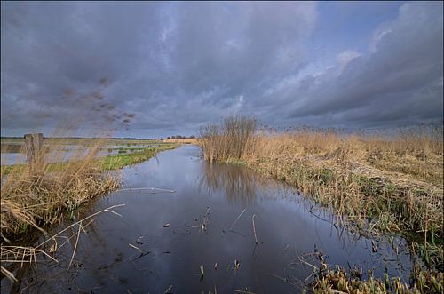 Bedrohung der Schilflandschaft