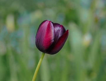 Glanzende, dieprode tulp, als rood fluweel. van Marjon Woudboer
