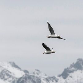 Zeemeeuwen von Carla Vermeend
