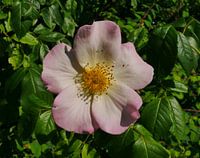 licht roze en witte botanische roos