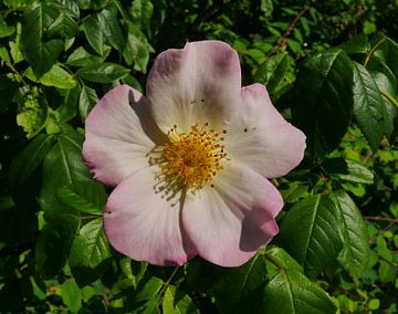 licht roze en witte botanische roos van Wim vd Neut