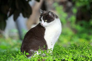 Zwart-witte kat