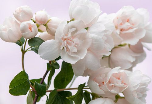Blanc avec fleur rose
