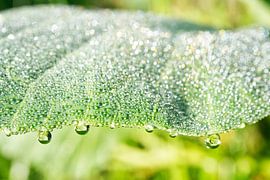 Morgentau auf Kohlblatt von Iris Holzer Richardson