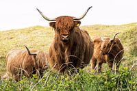 Scottish Highlanders