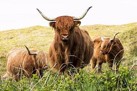 Scottish Highlanders by Nicole de Boer