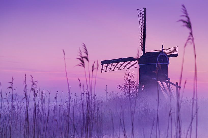 Violette Mühle von Halma Fotografie