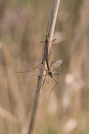Langpootmuggen / tipola by Frouwkje Fotografie
