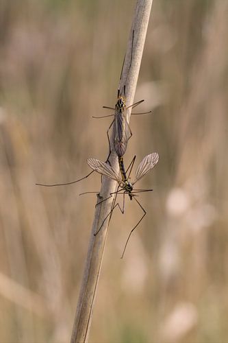 Langpootmuggen / tipola
