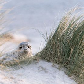 seal pup hide-and-seek von Chris van Riel
