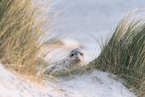 seal pup hide-and-seek sur Chris van Riel