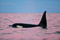 A pink dolphin or a beautiful killer whale? by Koen Hoekemeijer thumbnail