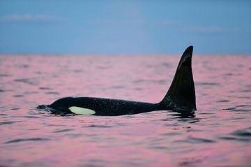 Een roze dolfijn of toch een prachtige orka?