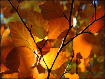 Colourful beech leaves by Rini Kools