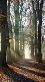 Stripes by Bassie's winkel