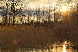 Un lac gelé avec une foulque dans la zone libre de glace. Des arbres sur la rive et des roseaux dans le lac. sur Martin Köbsch