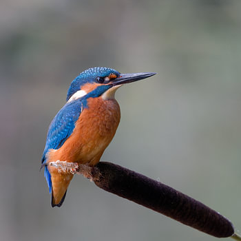 Eisvogel posiert auf einem Schilfhalm