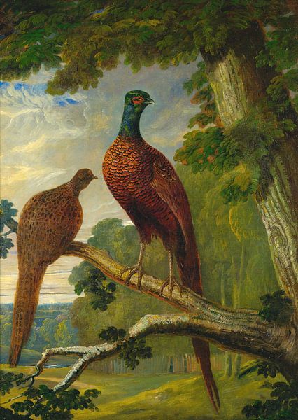 A Pheasant Cock And Hen, John Frederick Herring by Meesterlijcke Meesters