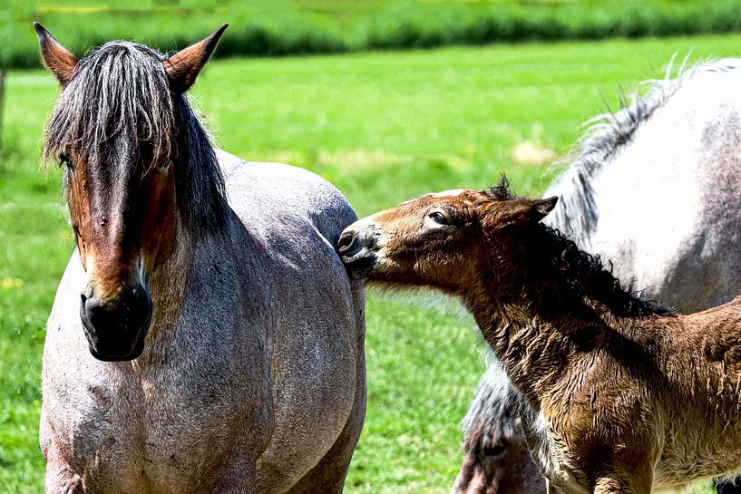 mare with foal by foto by rob spruit
