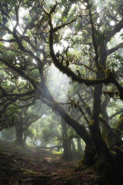 Jungle magic by Martin Podt