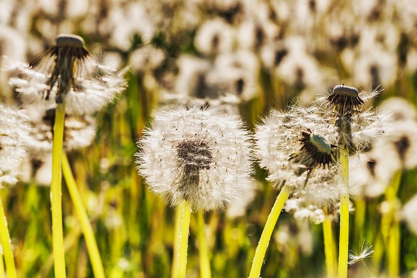 Dandelions by Gunter Kirsch