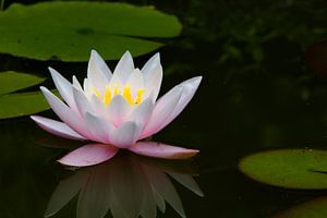 weiß-rosa Seerose