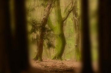 Dromerig doorkijkje in het bos von Michel Knikker