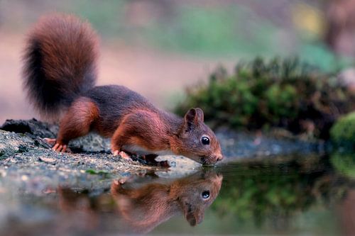 Squirrel with reflection in water