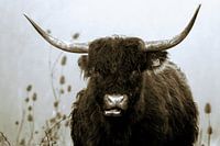 Highlander écossais