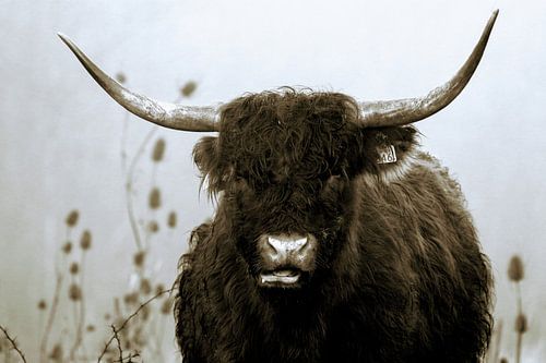 Schottischer Highlander