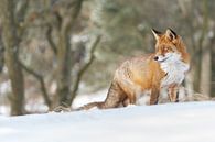 Red fox in the snow by Menno Schaefer thumbnail