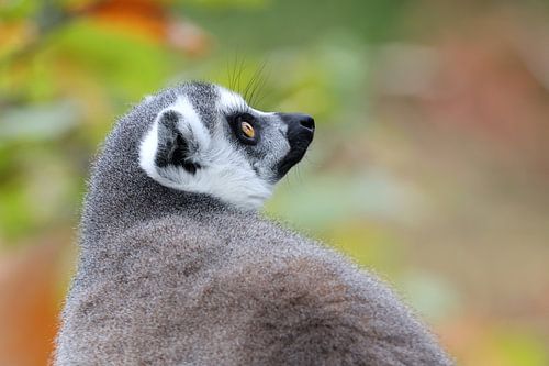 Ringschwanzlemur
