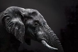 African Elephant by PixelPrestige