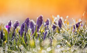 Printemps!