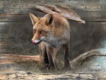 Likkebarende vos op houten achtergrond van Carla van Zomeren