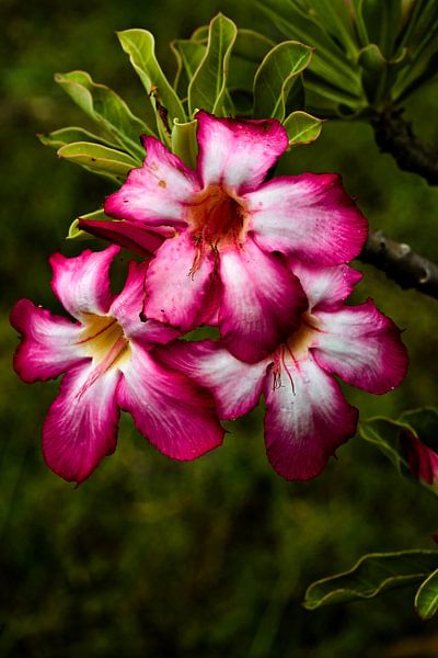 Exotic flower with bright petals by Frank Photos