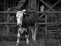 'Stiertje'