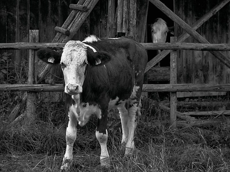 'Stiertje' van Jacques Vledder