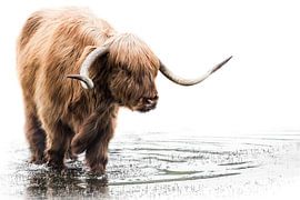 Highlander écossais sur Karel Ton