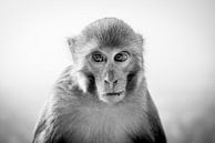 Portret van een aap bij de Apentempel Swayambhunath van Ellis Peeters thumbnail