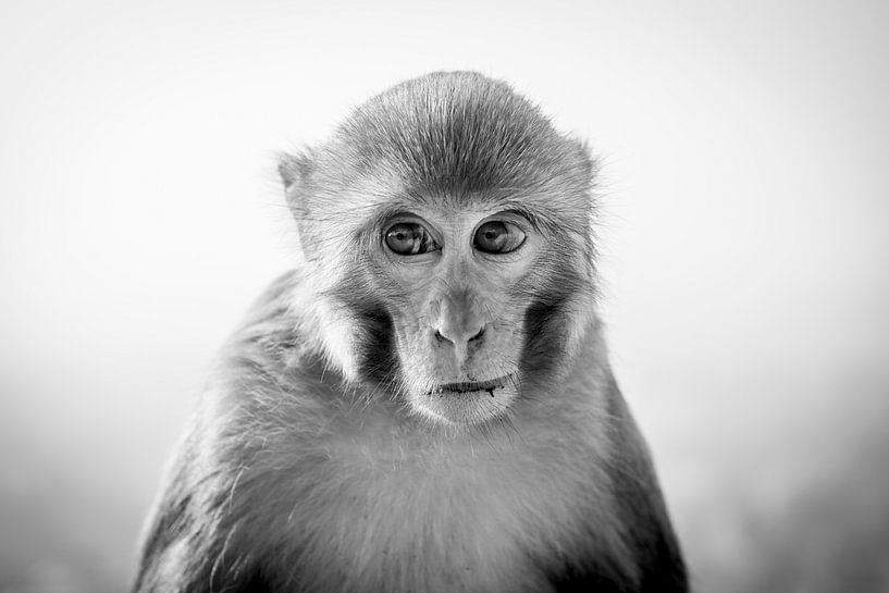 Portret van een aap bij de Apentempel Swayambhunath van Ellis Peeters