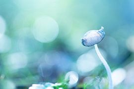 mushroom by Yvonne van Leeuwen