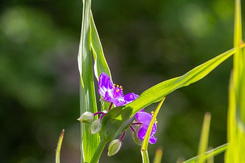 Close-up van een paarse lelie in een hangmat